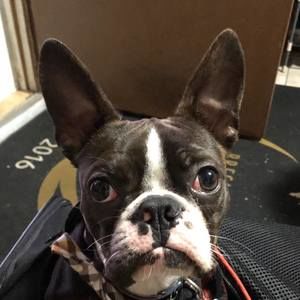 Meet your Posher, Abby